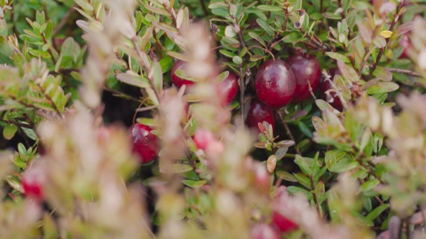 Cranberries ou canneberges séchées bio du Canada