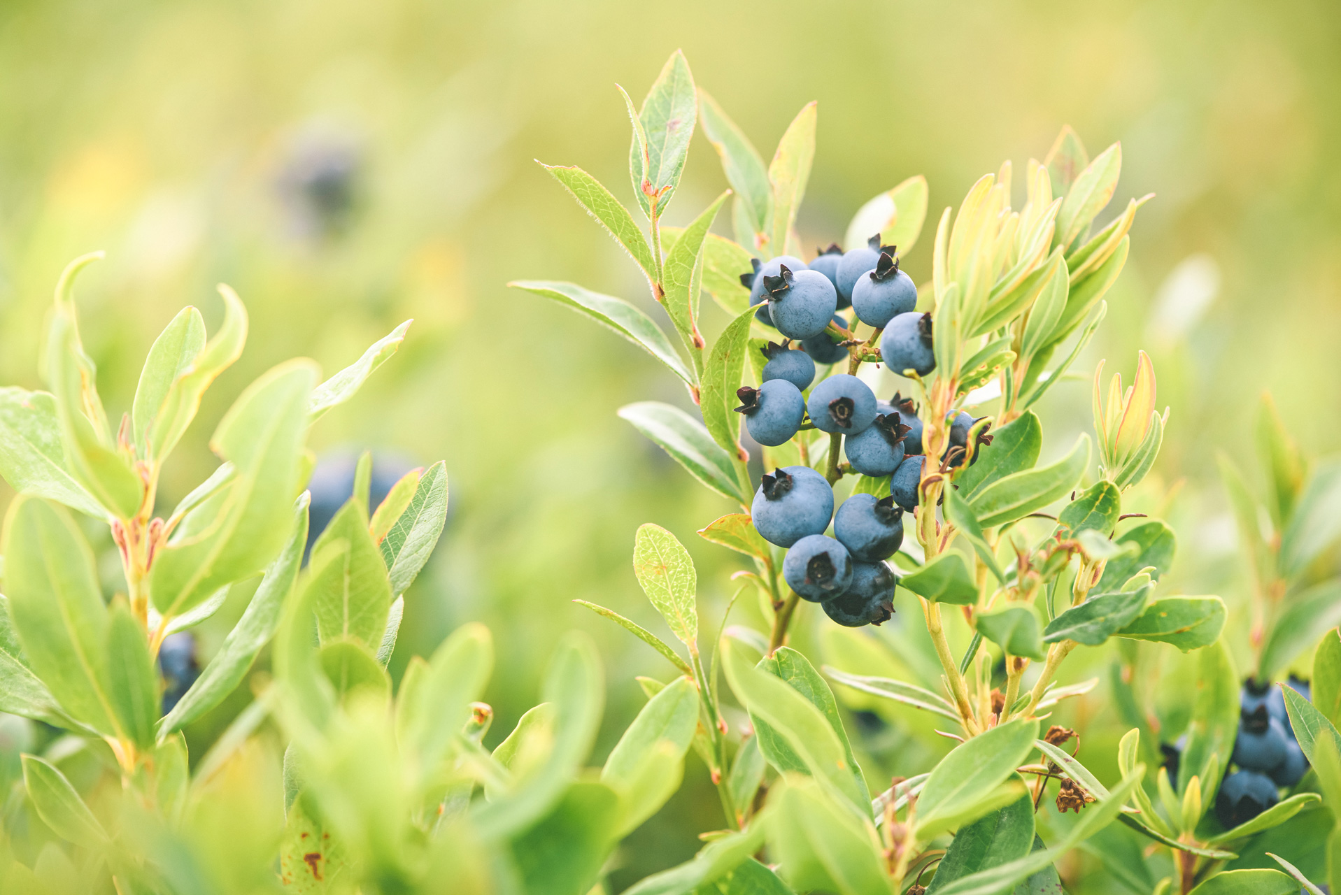 The taste of wilderness