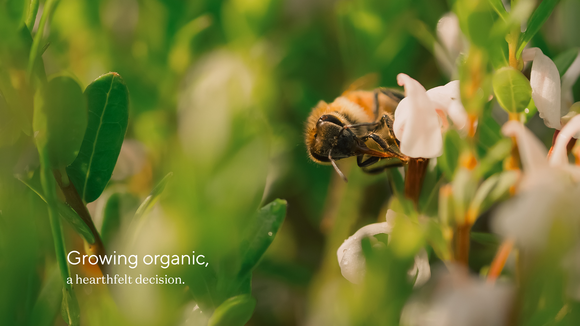 Growing organic, a heartfelt decision