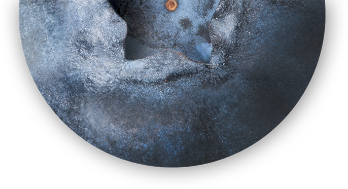 Agronomist pointing at some graphics on an iPad in cranberry fields