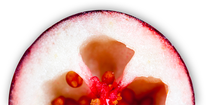 Agronomist pointing at some graphics on an iPad in cranberry fields