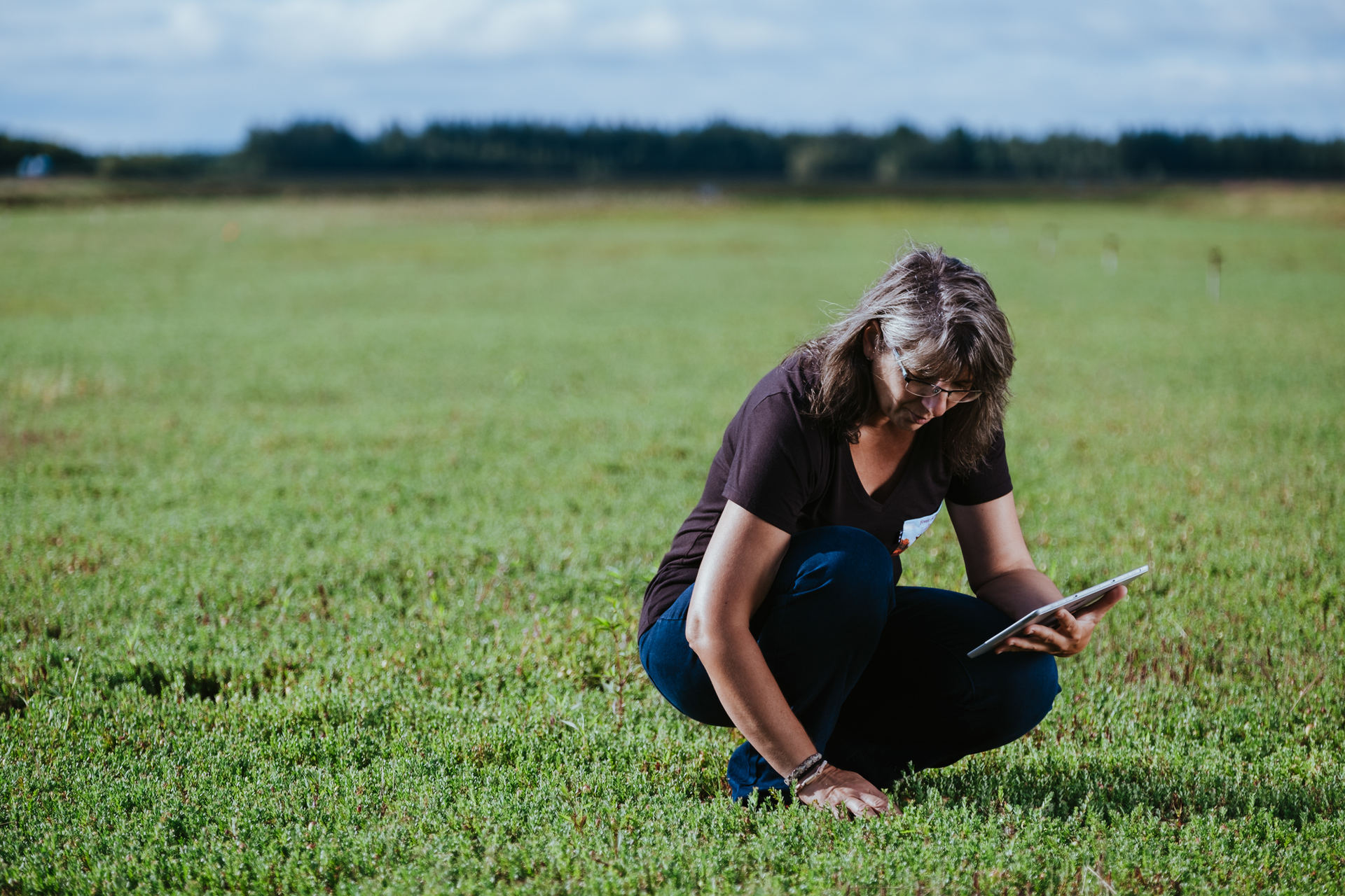 Agronomist pointing at some graphics on an iPad in cranberry fields