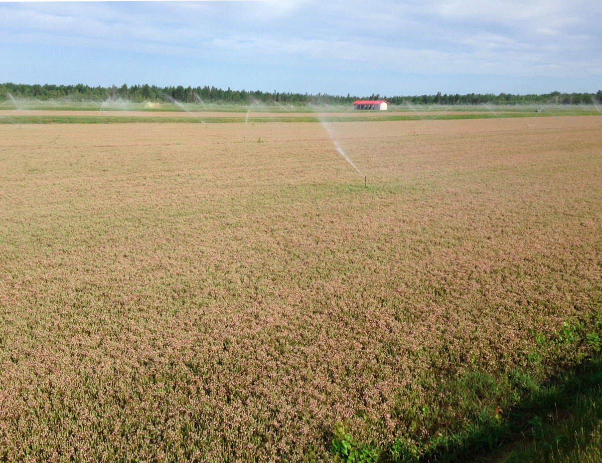 watered cranberry fields