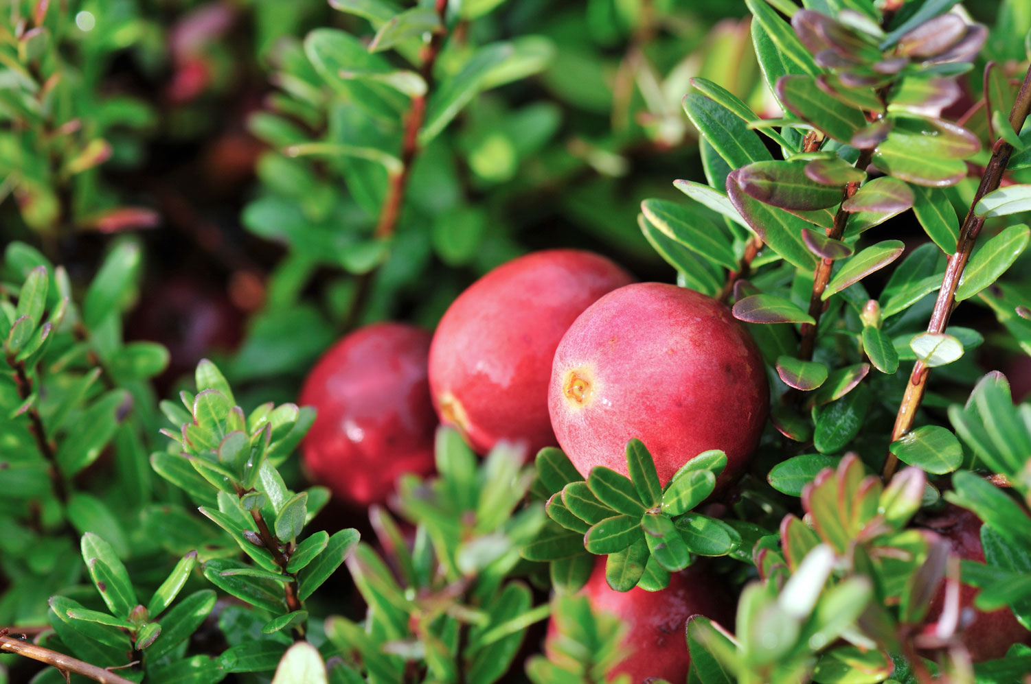 close-up on a cranberry plant