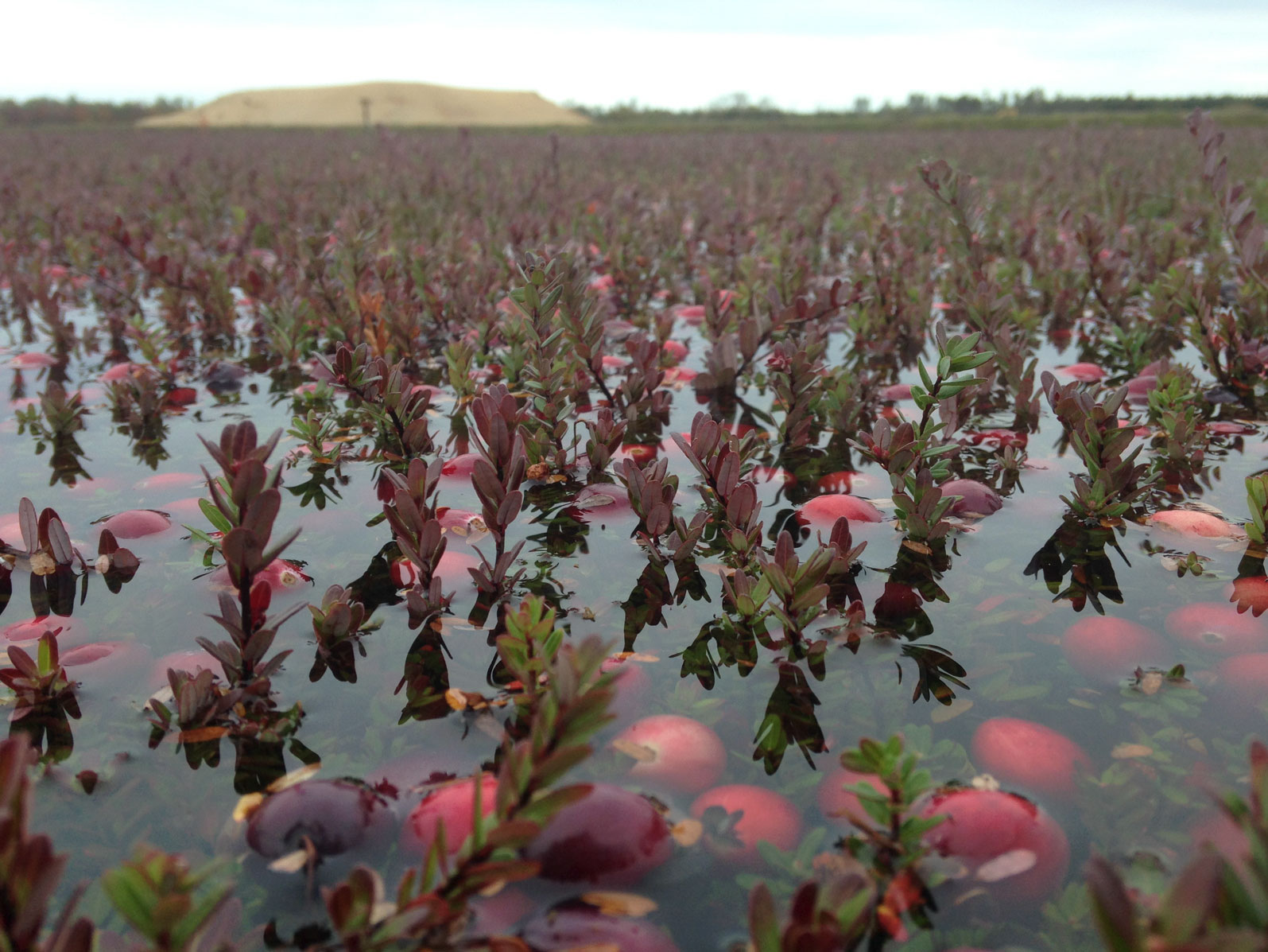 frost protection cranberry plants