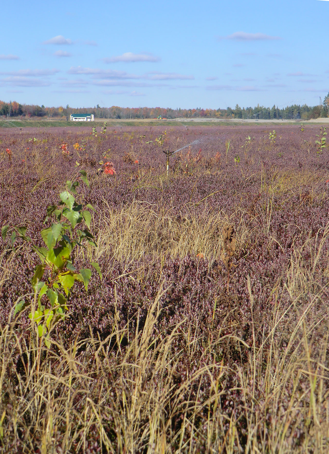 weeds in cranberry field