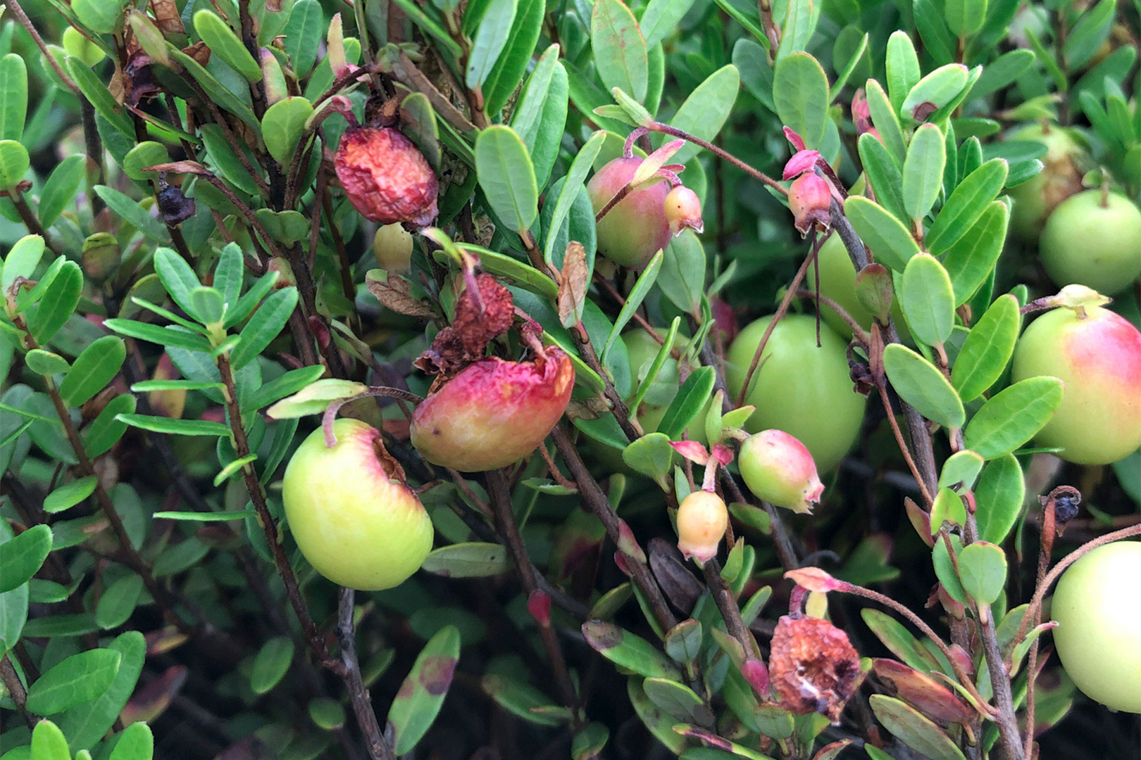 cranberry plants destroyed by insects