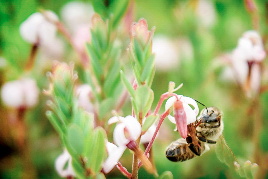 bee on cranberry plant