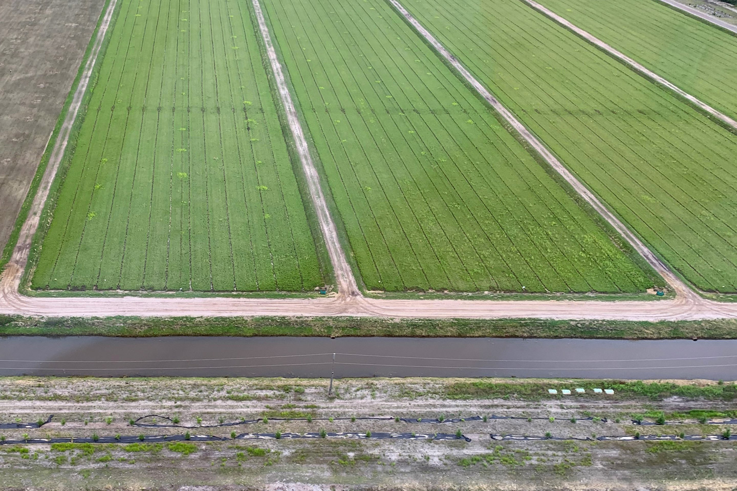 vue aérienne de champs de canneberges