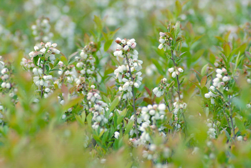 blueberry plant in bloom