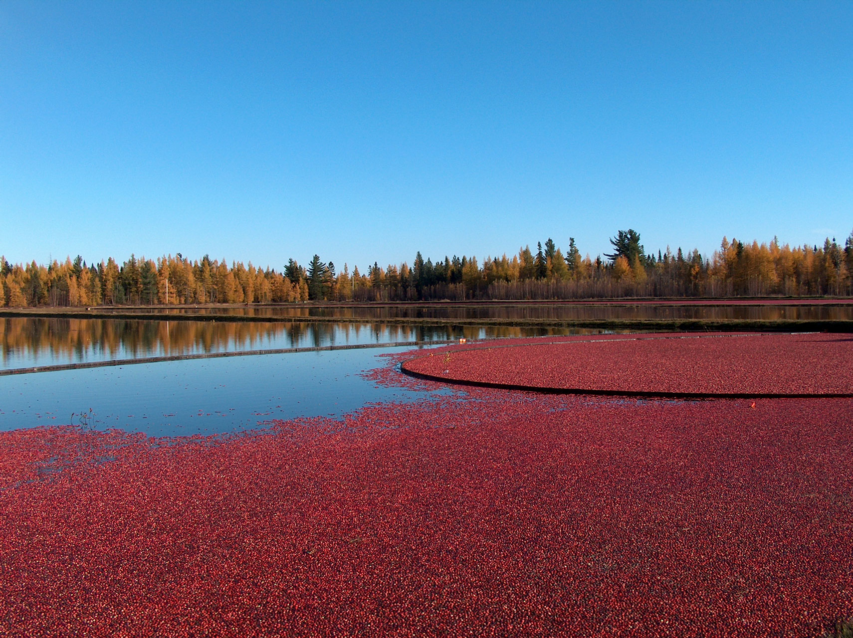 Cranberry fields harvesting
