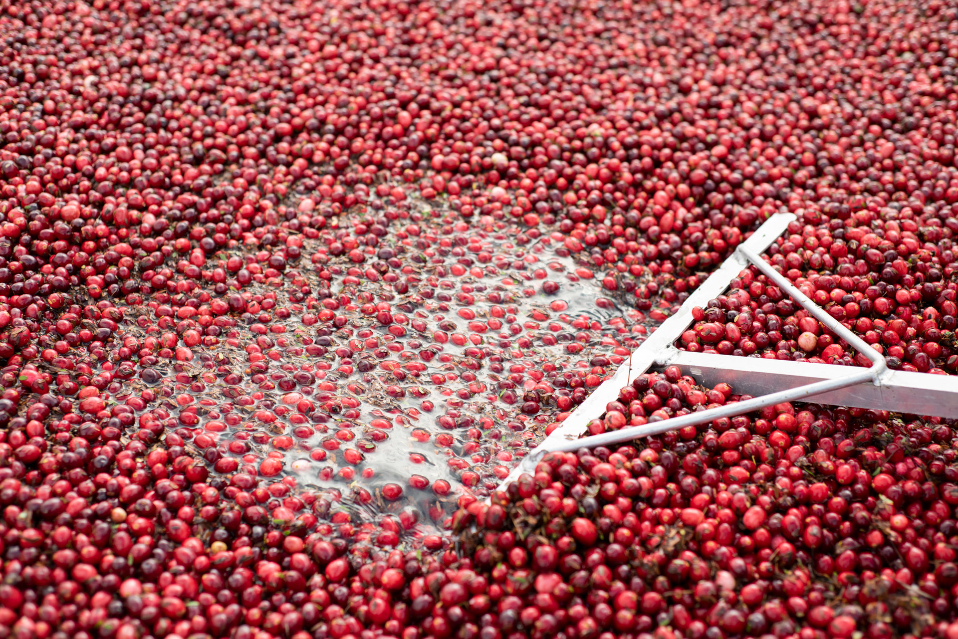 Champs de canneberges à la récolte