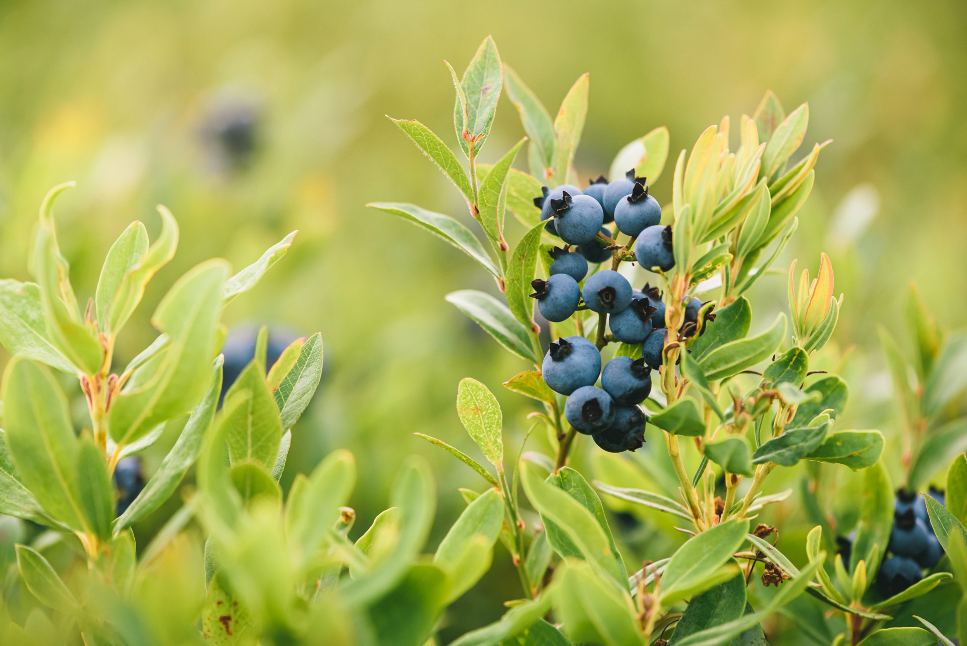 Une Expertise Unique Dans Le Secteur De La Canneberge Biologique|Fruit D'Or