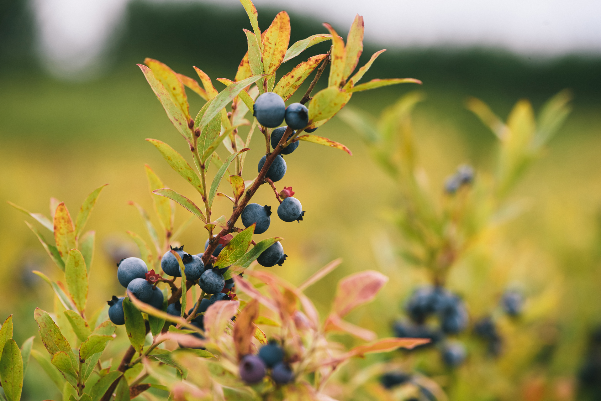 An Exceptionally High-Quality Harvest in Quebec