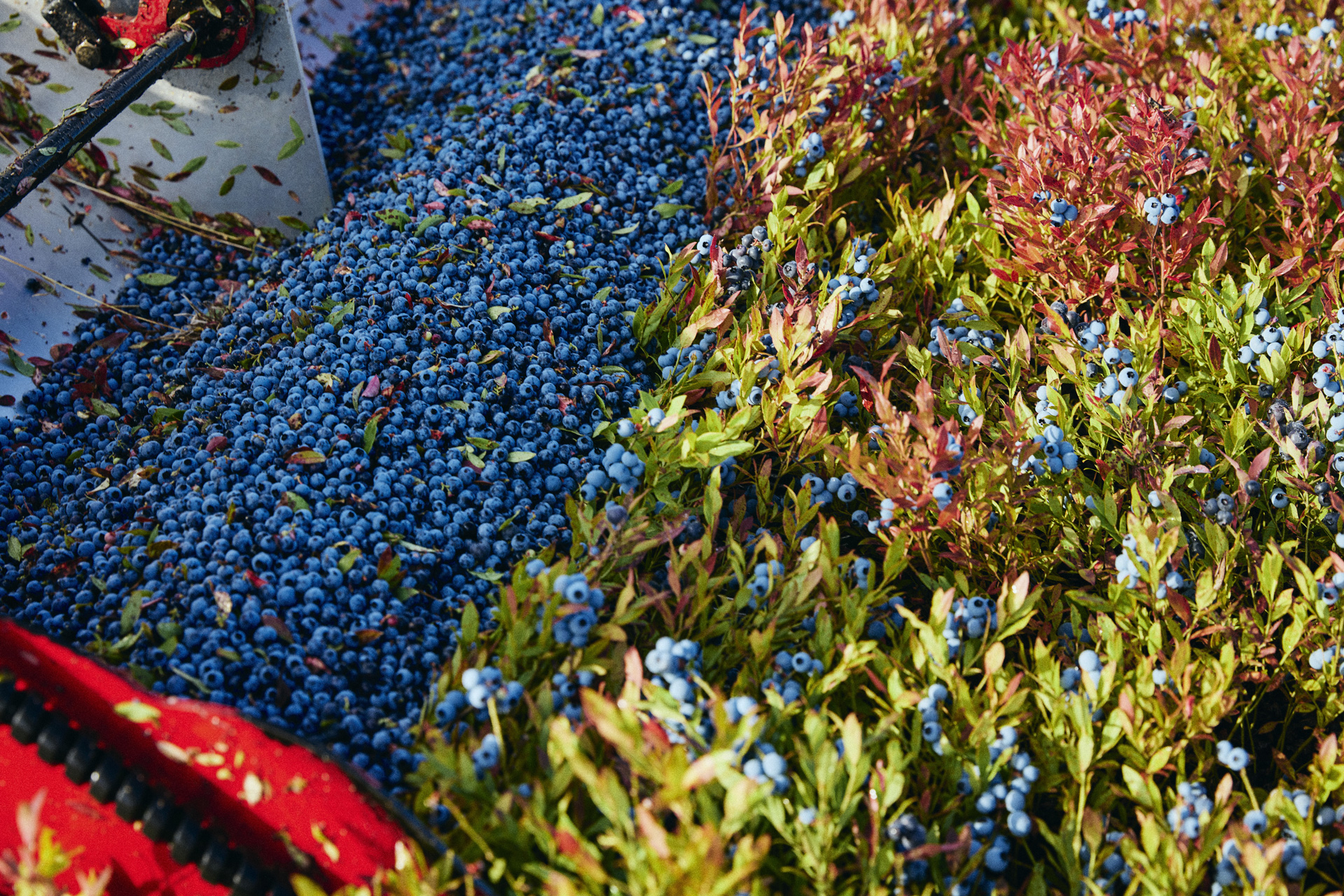 Rapport des récoltes de bleuets sauvages 2026