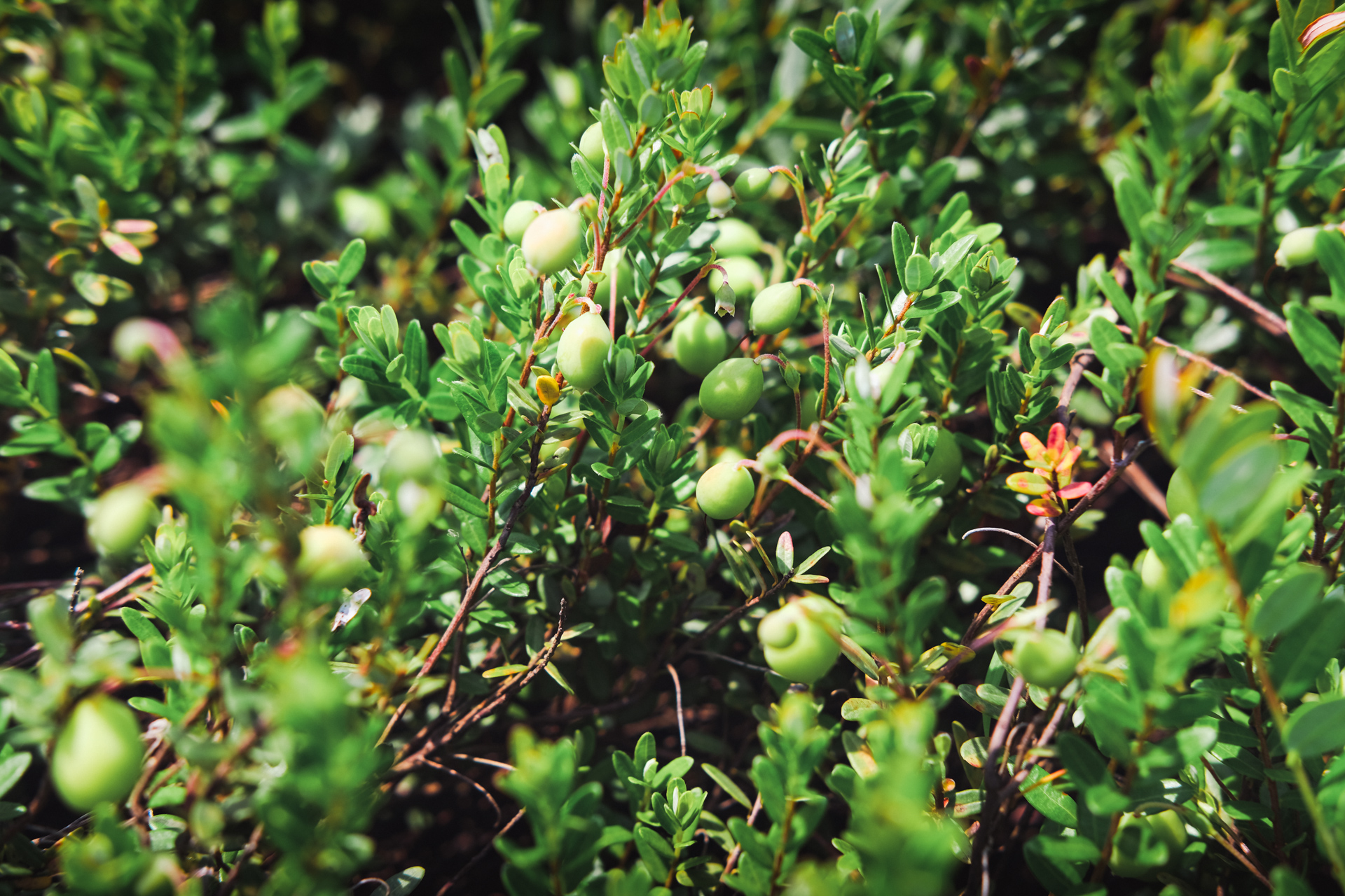 A Bright Summer for a Promising Harvest
