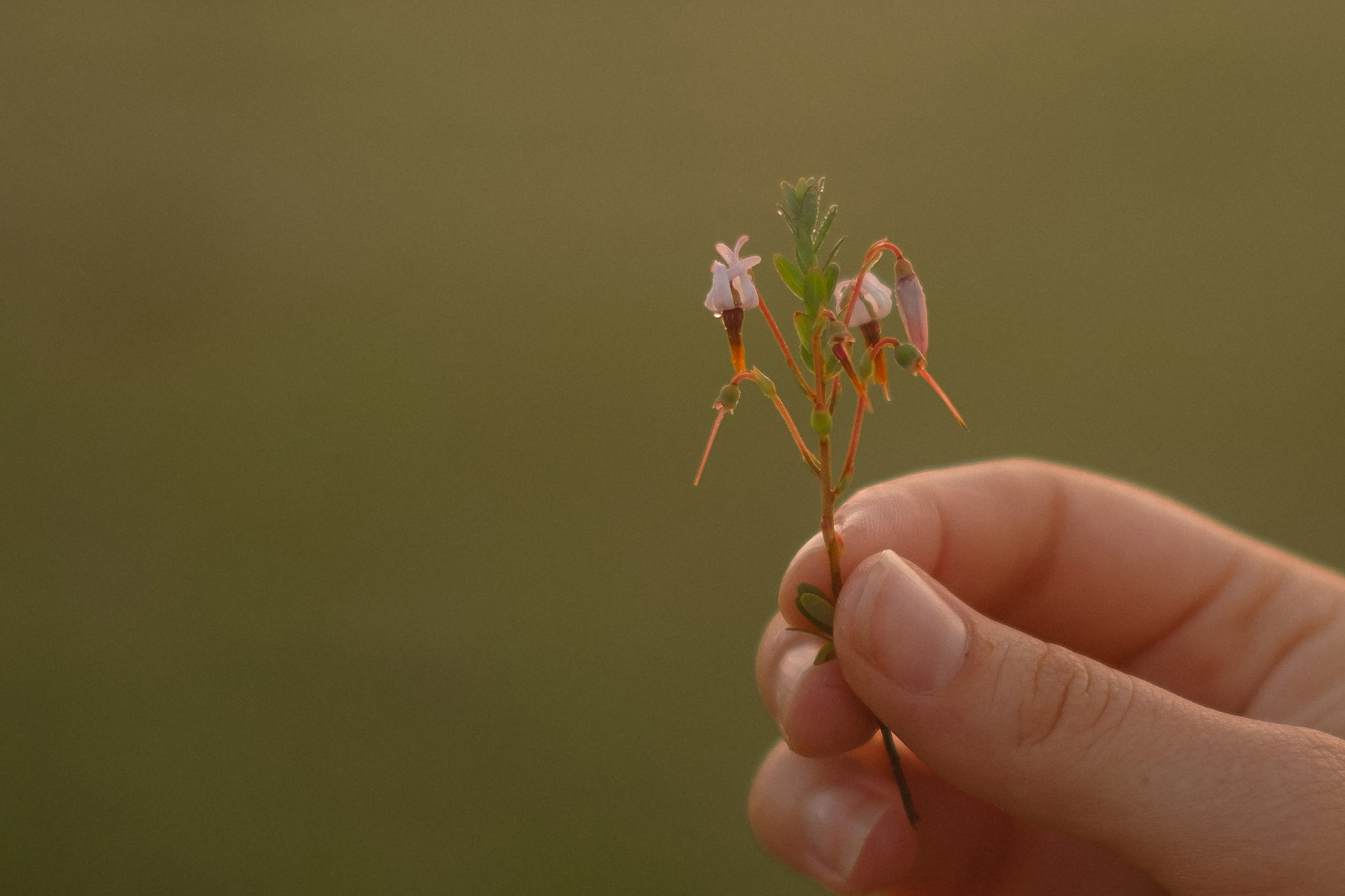 2025 Sustainability Progress Report: Fruit d’Or Continues to Turn Its Sustainability Ambitions Into Concrete Action