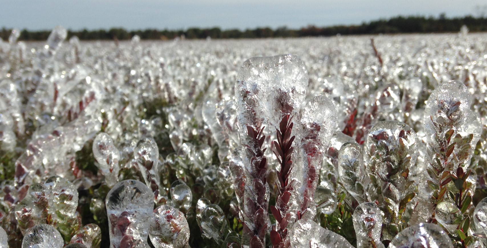 Winter Flooding and Sanding of Cranberry Fields: A Determining Step in Cranberry Production