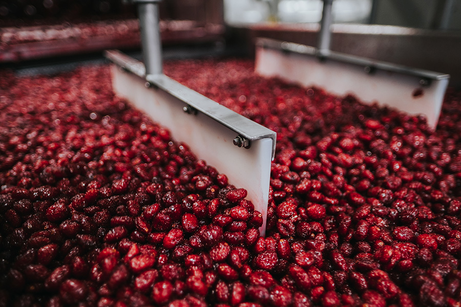 Fruit d'Or dried cranberry transformation factory line