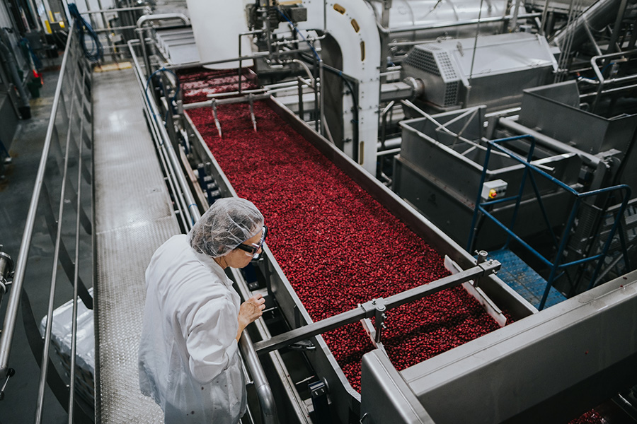 Fruit d'Or's dried cranberry factory line
