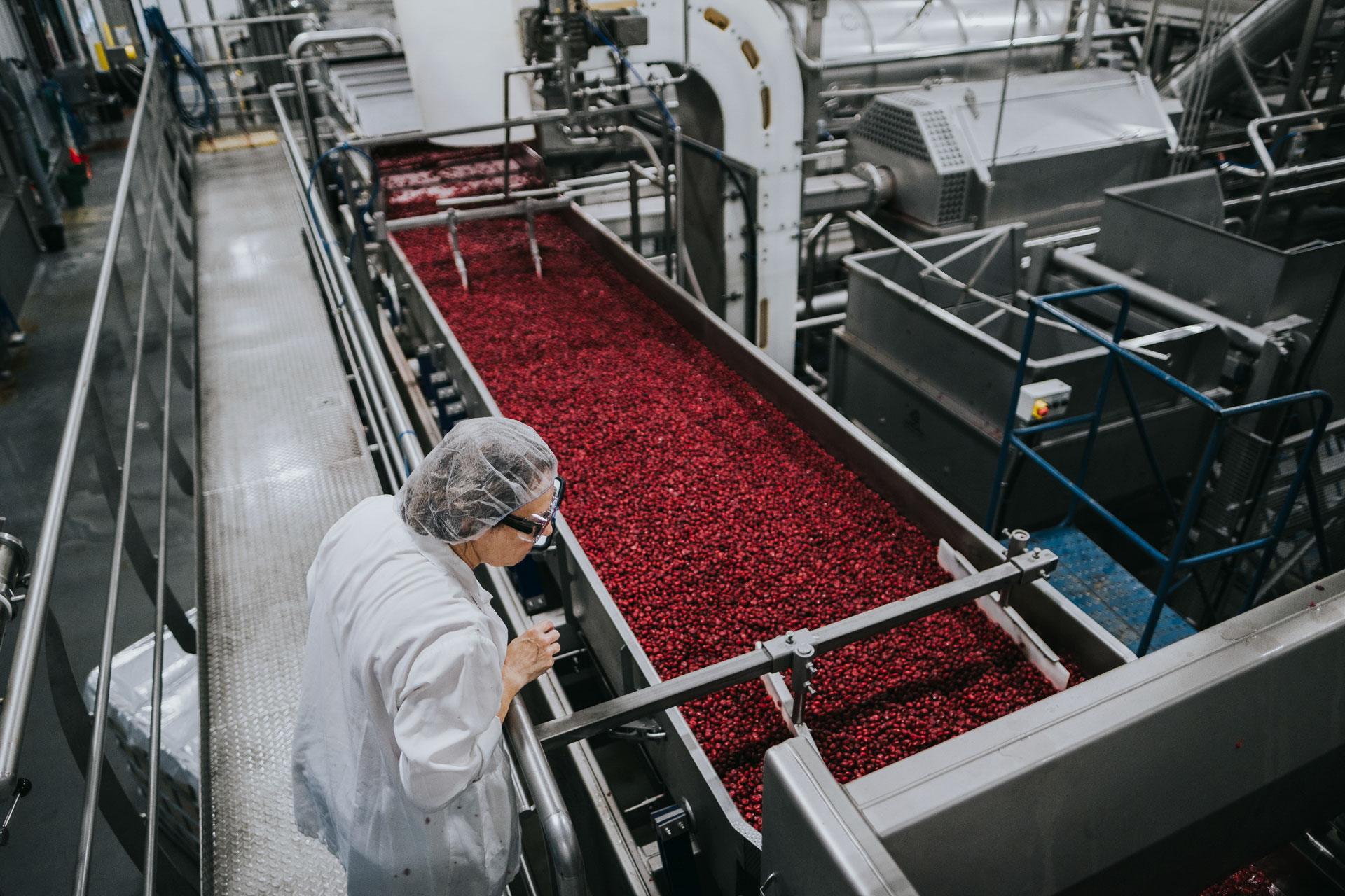 ligne de canneberges séchées d'une usine de Fruit d'Or